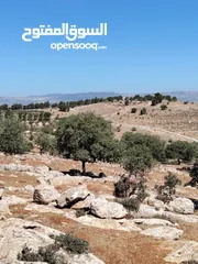  1 ارض للبيع جرش عنيبه سكان المهندسين