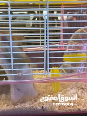  2 Hamster with cage