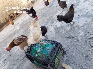  2 دجاج عماني بيع