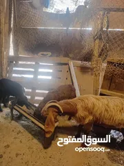  7 عنز ماشاء الله تبارك الرحمن مع سخلات عدد2
