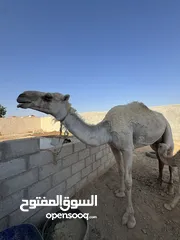  1 ناقه ام ثالث للبيع