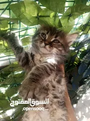  25 همالايا مكس شانشيلا