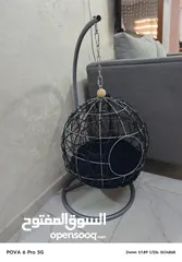  12 سكوتس ستريت ذكر وانثى  الانثى البيضه والذكر السكني ماخدين حبه الدوووود‪