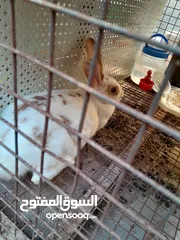  2 هجين ببيون و فرنسي