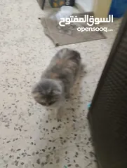 1 قطه شانشيلا عمرها. 8. شهور للبيع.