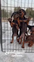  8 Doberman Puppy available 40 days 3 male 3 female