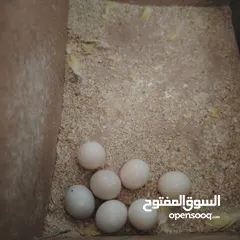  7 طيور حب عصافير حب