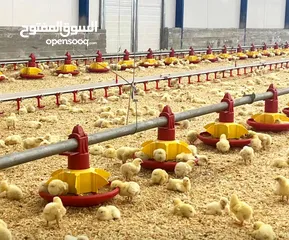  21 إنشاء وتجهيز مزارع الدواجن بنظام الحديثه