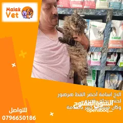  6 خدمات بيطرية متكاملة للحيوانات الاليفة