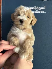  4 AUSTRALIAN GOLDEN DOODLE