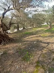  21 ارض زراعيه في بلعا دير الغصون