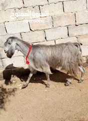  2 عقائق ذبائح نذر بلدي لحم و سن نظيف للبيع