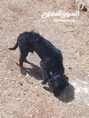  3 اكلاب للبيع جولدن وا مالينو