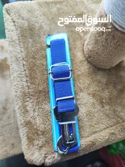  1 مربط كلاب بالسيارة