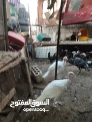  2 طيور متنوعه نضيفه كتير ترباية بيت مو قصص تجار