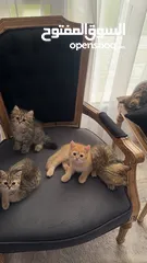  12 قطط برتيش
