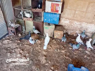  2 متاح سبع جواز زواجل ومراسليات