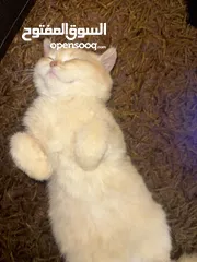 3 سكوتش فولد جولد ستريت