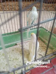  6 طيور حب مشكلات