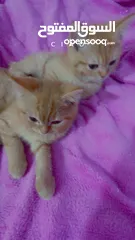  3 قطط للتبني