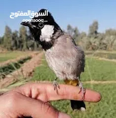  3 بلبل عراقي بوجنتين