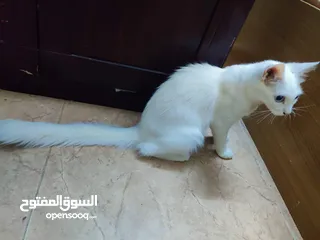  4 white Cat for adoption. (free)