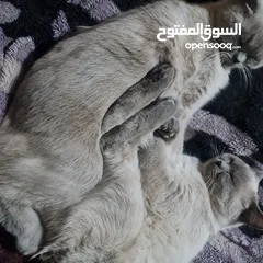  2 قطط هملايا