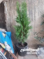  1 اشجار زينه ومثمر