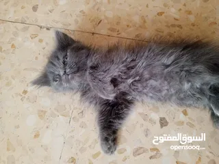  7 2 ذكر 2 اناث