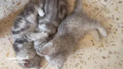  8 بريتش سلفر بيوووور