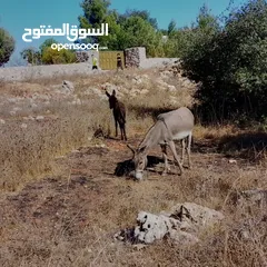  8 حماره مع بنتها