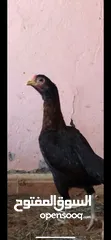  1 دجاج باكستانيات