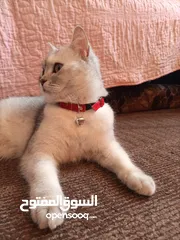  1 سكوتش ميكس بريتش