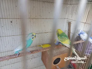  6 Budgies pair