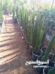  5 اشجار نباتات