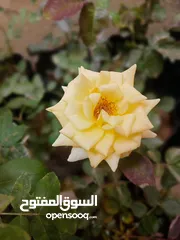 10 مشتل بيتي متوفر انواع نباتات خارجية وداخلية اقرا الاعلان تحت واسال عن أي نوع