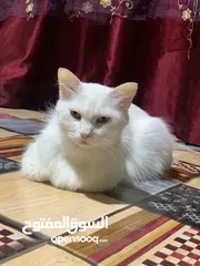  3 قط شيرازي  الجنس نثيه  حامل واصله في اخر اشهر