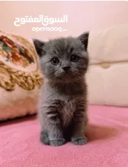  3 قطط كان هملايا بلو وهملايا اورنج عمر45 يوم