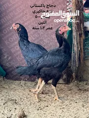  7 ديك دجاج باكستاني