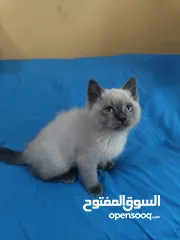  8 kittens British & Scottish fold perfect two & half months 350 for one ليس مجانا