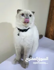  4 سكوتش فولد بلو بوينت شورت هير ذكر عمر سنتين