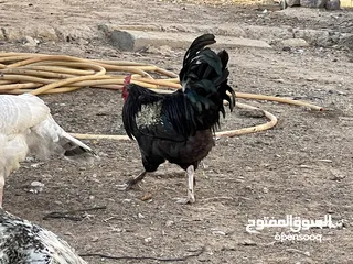  8 دجاج وفراريج