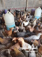  2 بسم الله مشاء الله متاح بفضل الله فراخ بلدي العمر شهرين صحه ونضافه بصلاه على النبي ماخذات مطاعيم نيو