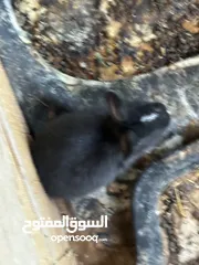  7 كوم ارانب للبيع العدد 7 اناثي ثنتين معاشير وحده ولادتها قريبه مع 5 فراخ 2 فرنسيات عمر 40 يوم و3 بلدي