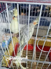  3 زوج كوكتيل للبيع