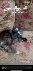  17 قططط للبيع