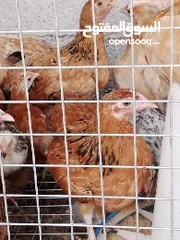  6 دجاج مهجن كوشن يصلح للتربية والذبح قريب الأنتاج