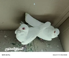  6 جوز بولندي