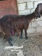  4 تبارك الله موجود عنزين كفاله حليب السن ريشه الحبه وجمع نظيف موجود شعاري اثنتين لحم ومقنوي يقطع من 17