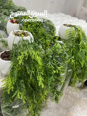  7 شروة مكرمة و قوار ورد
